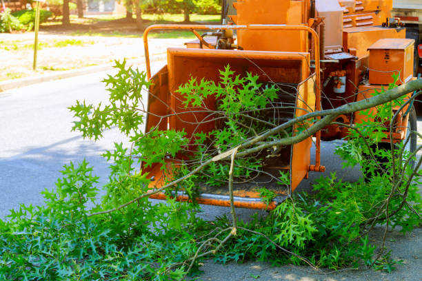 The Steps Involved in Our Tree Care Process in Collinsville, TX